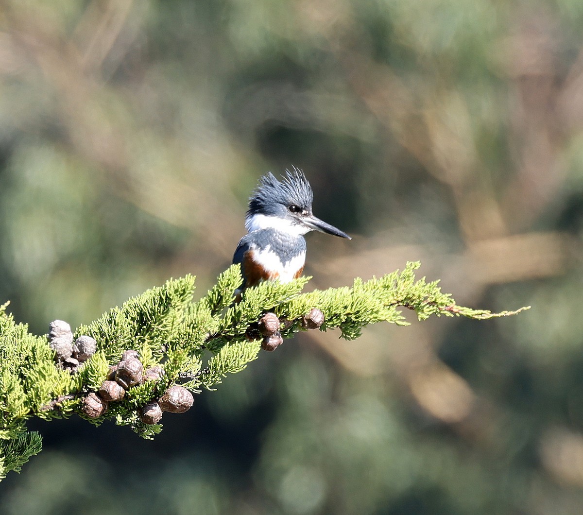 Belted Kingfisher - Will German