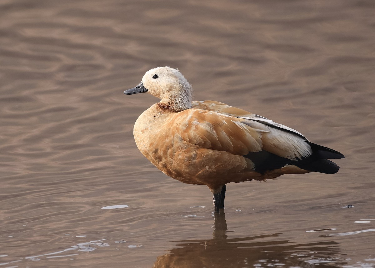 Ruddy Shelduck - Martin Allen