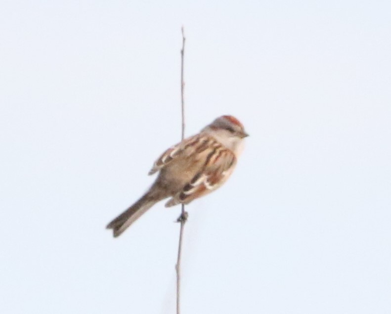 American Tree Sparrow - ML614580409
