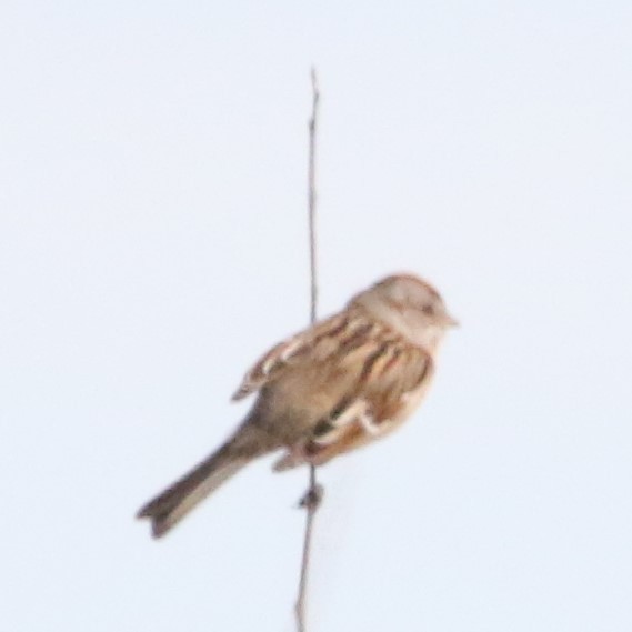 American Tree Sparrow - ML614580410