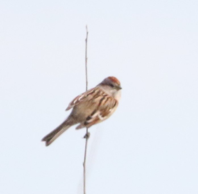 American Tree Sparrow - ML614580411