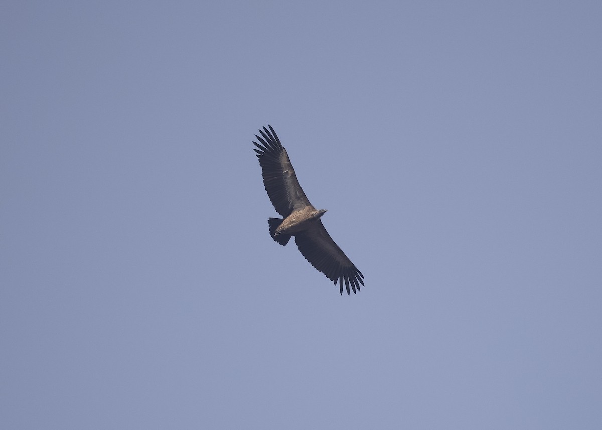 Indian Vulture - Martin Allen