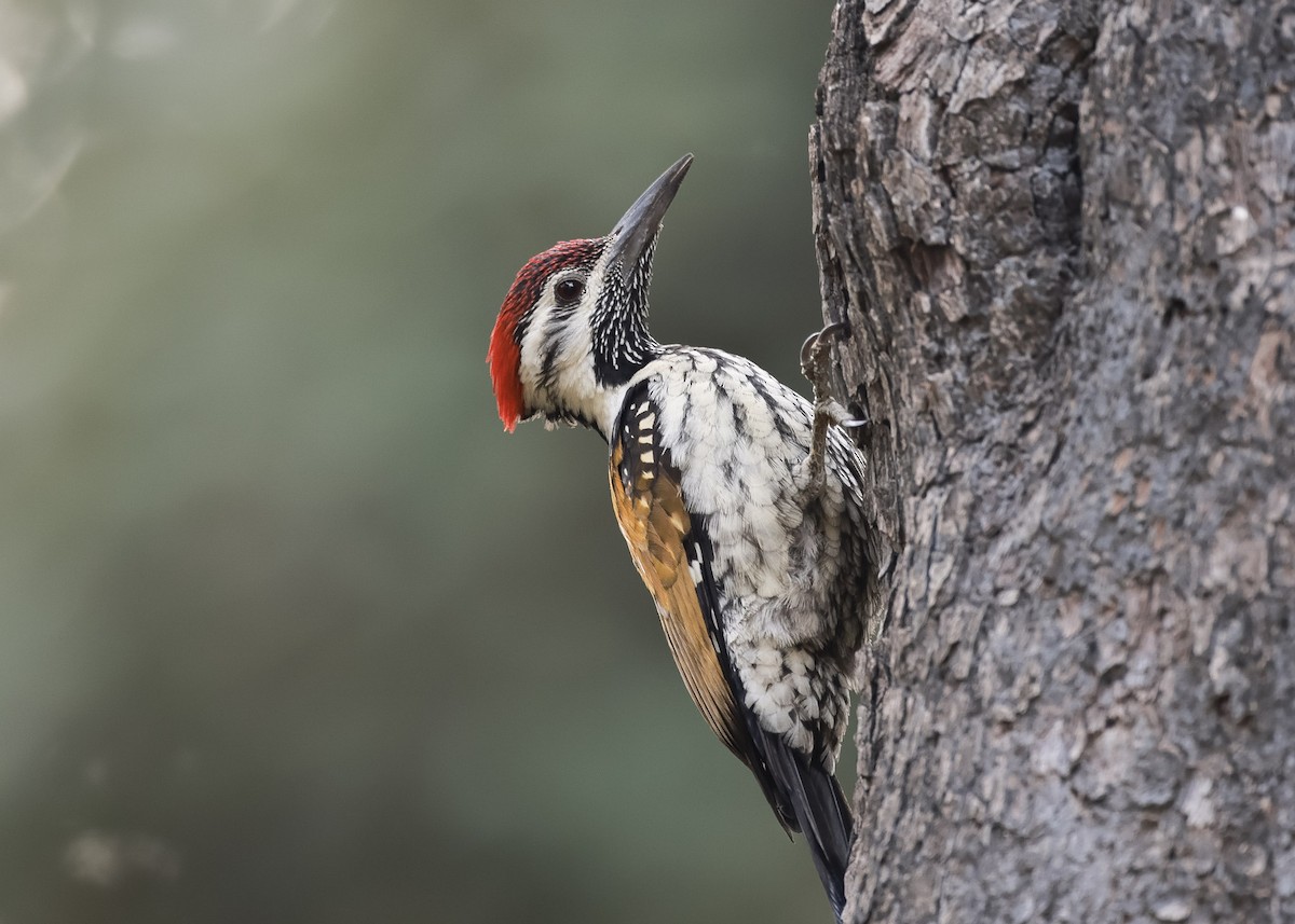 Black-rumped Flameback - Martin Allen