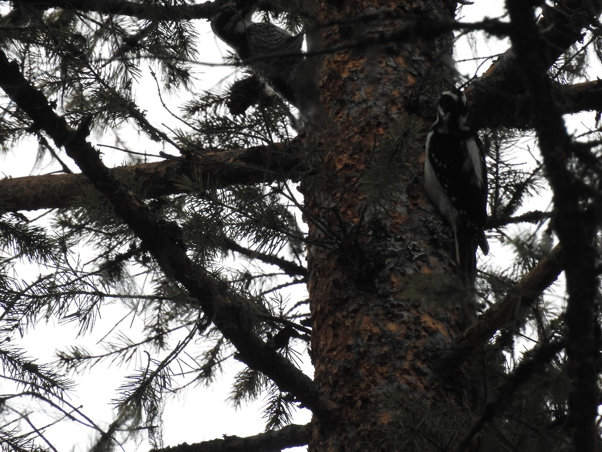 Hairy Woodpecker - Doug Mongerson