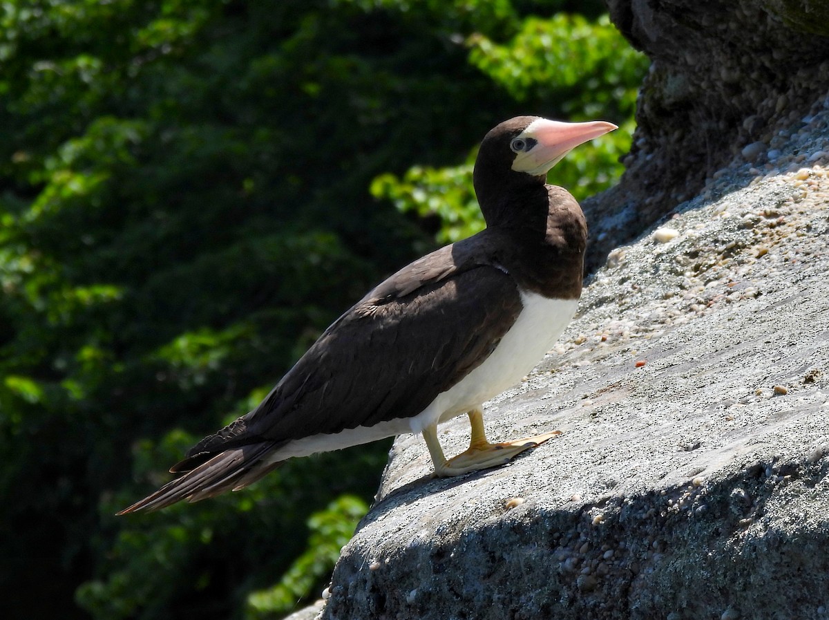 Brown Booby - ML614580542