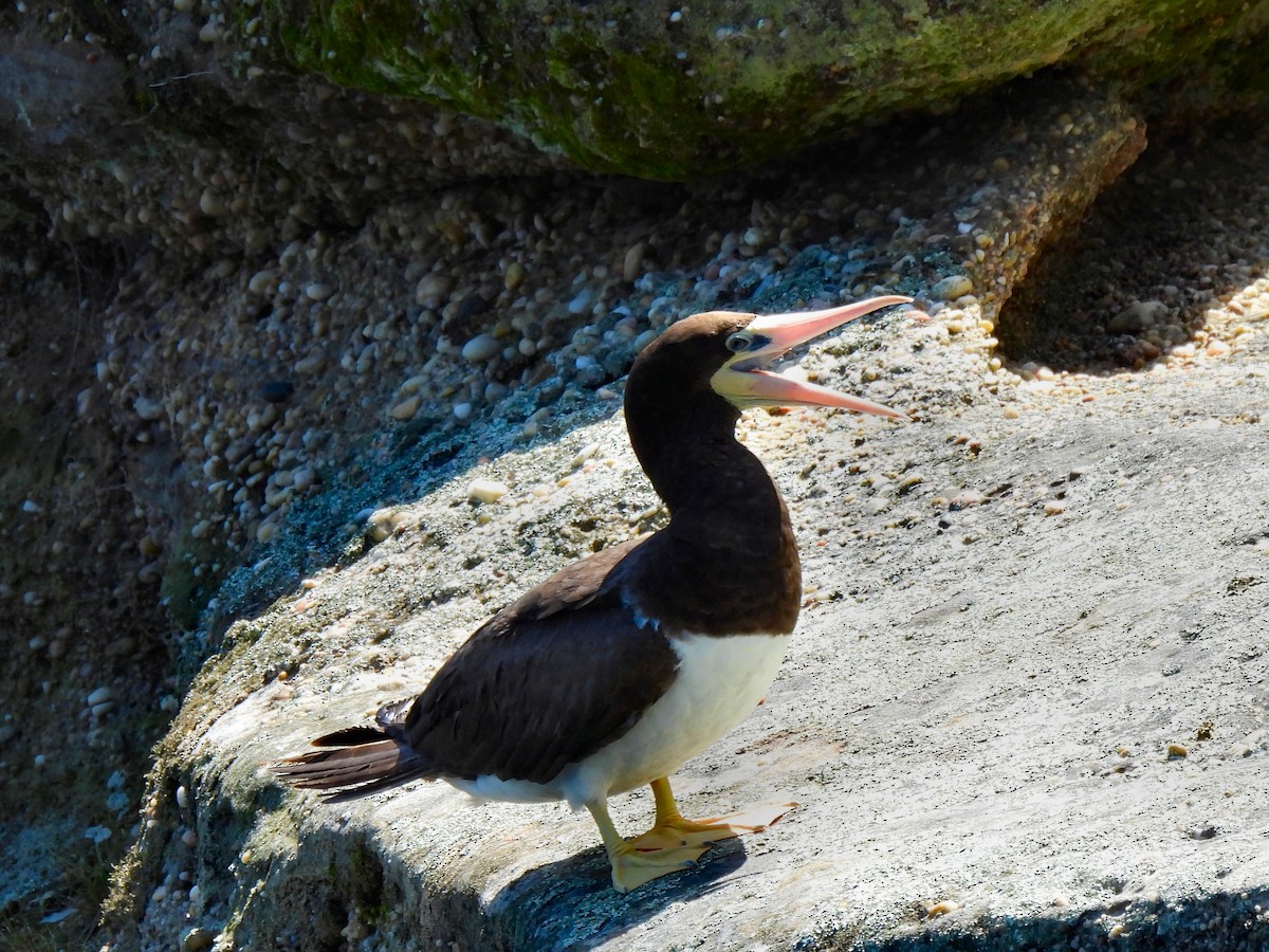Brown Booby - ML614580543