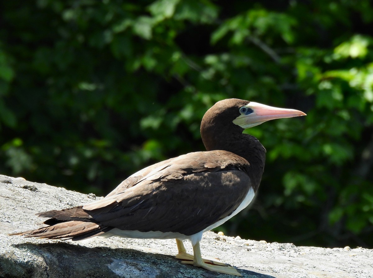 Brown Booby - ML614580545