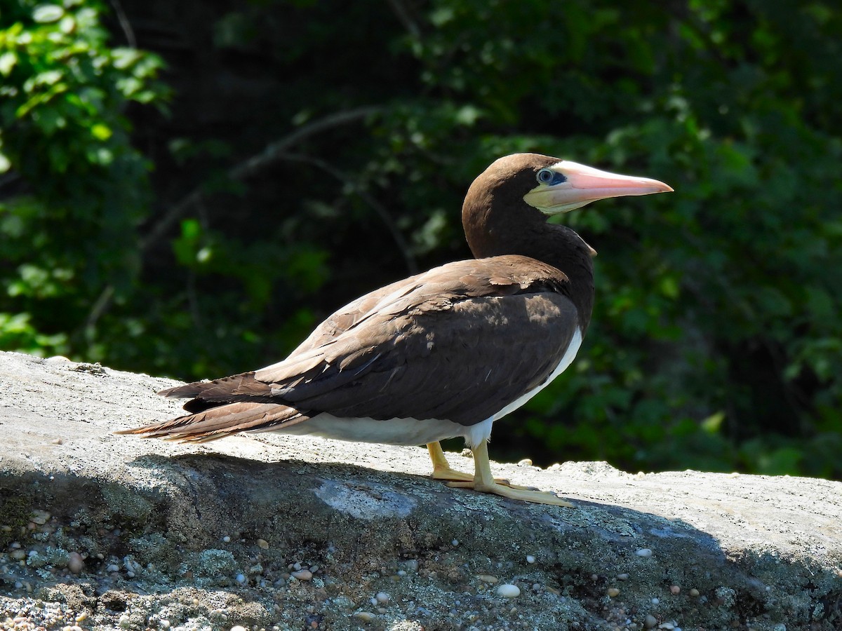 Brown Booby - ML614580546