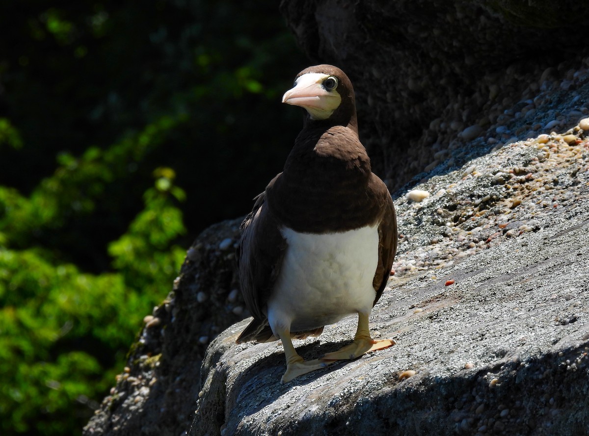 Brown Booby - ML614580547