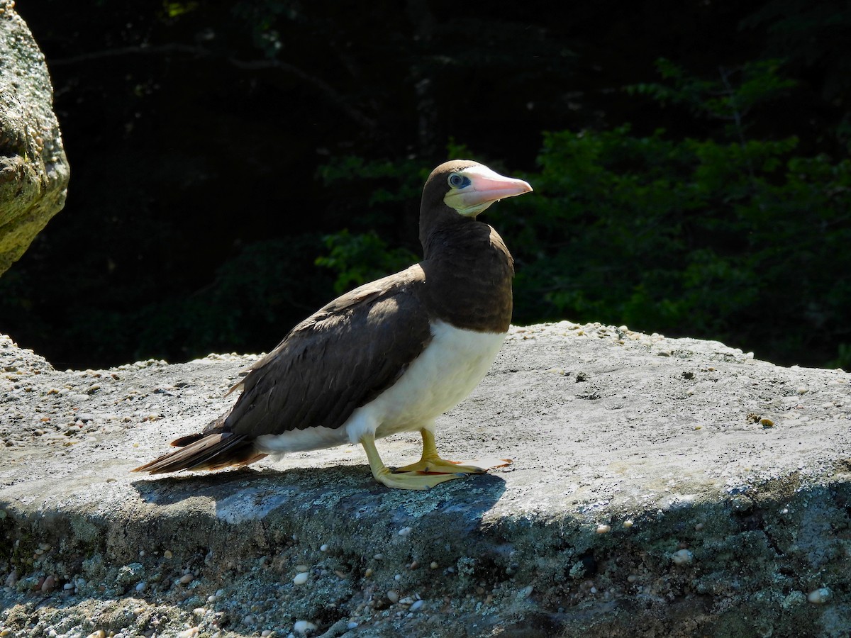 Brown Booby - ML614580548