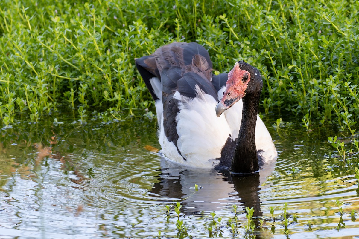 Magpie Goose - ML614580583