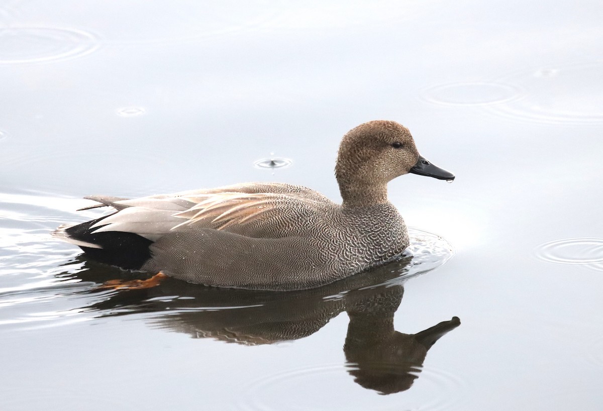 Gadwall - Terry Martin