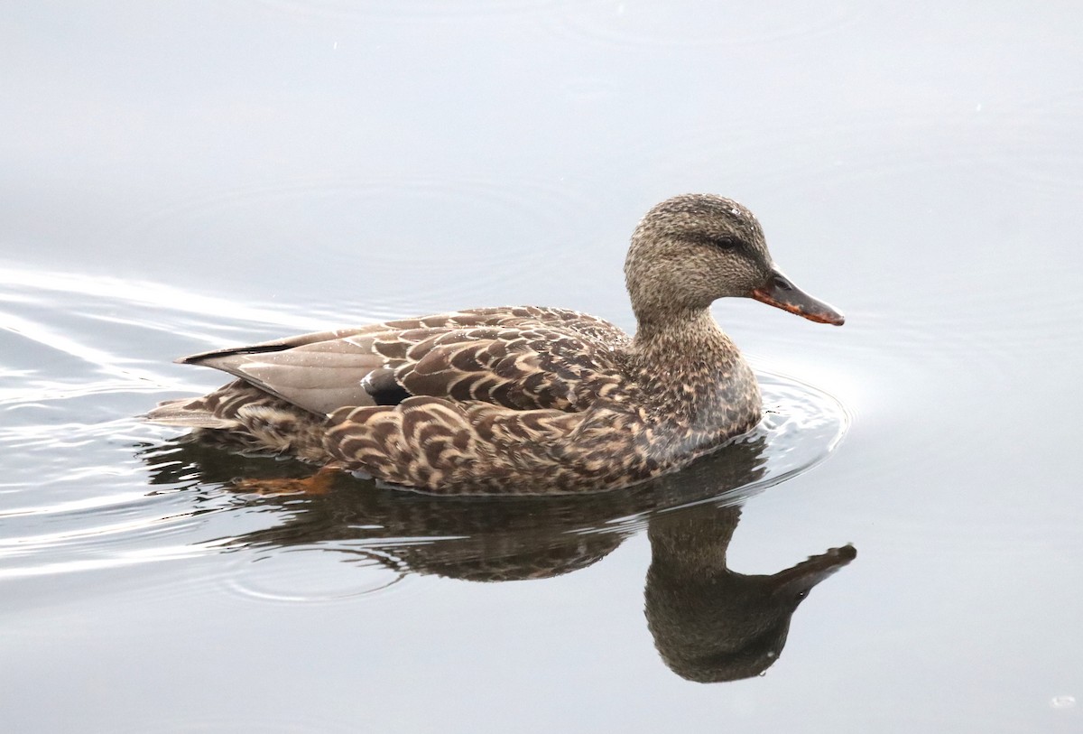 Gadwall - Terry Martin