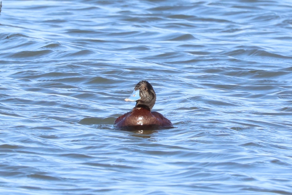 Blue-billed Duck - ML614580613