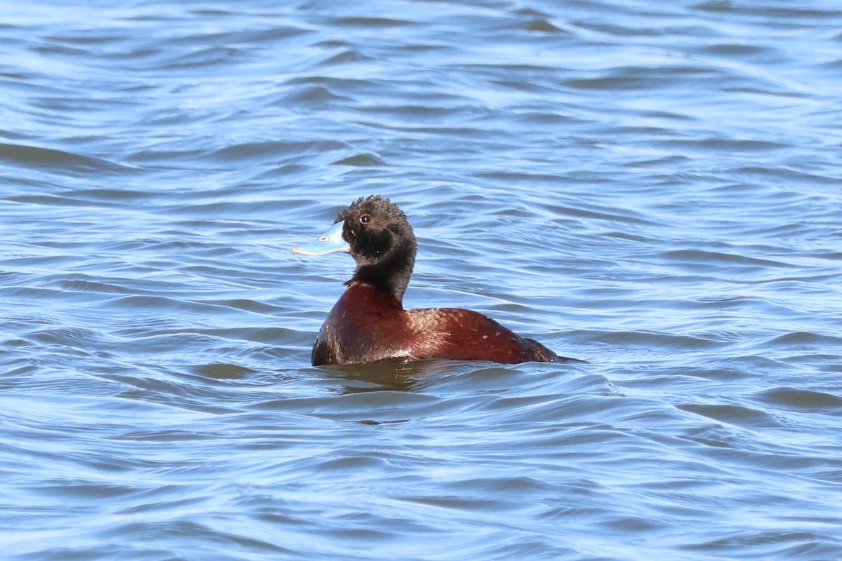 Blue-billed Duck - ML614580614