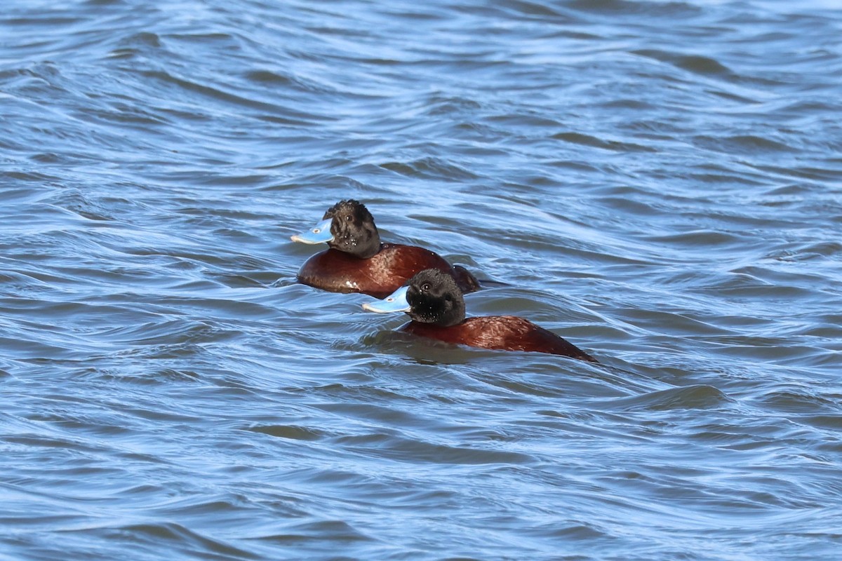 Blue-billed Duck - ML614580617