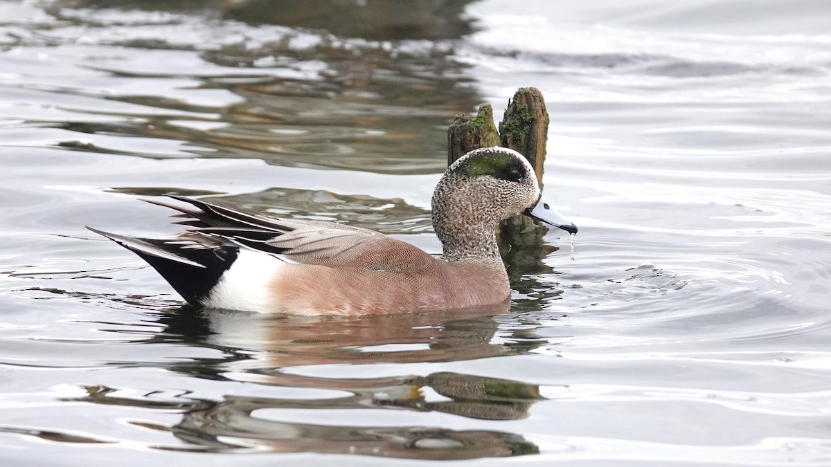 American Wigeon - Steve Hampton