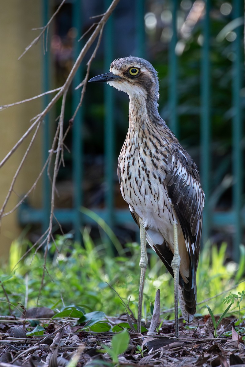 Bush Thick-knee - ML614580719