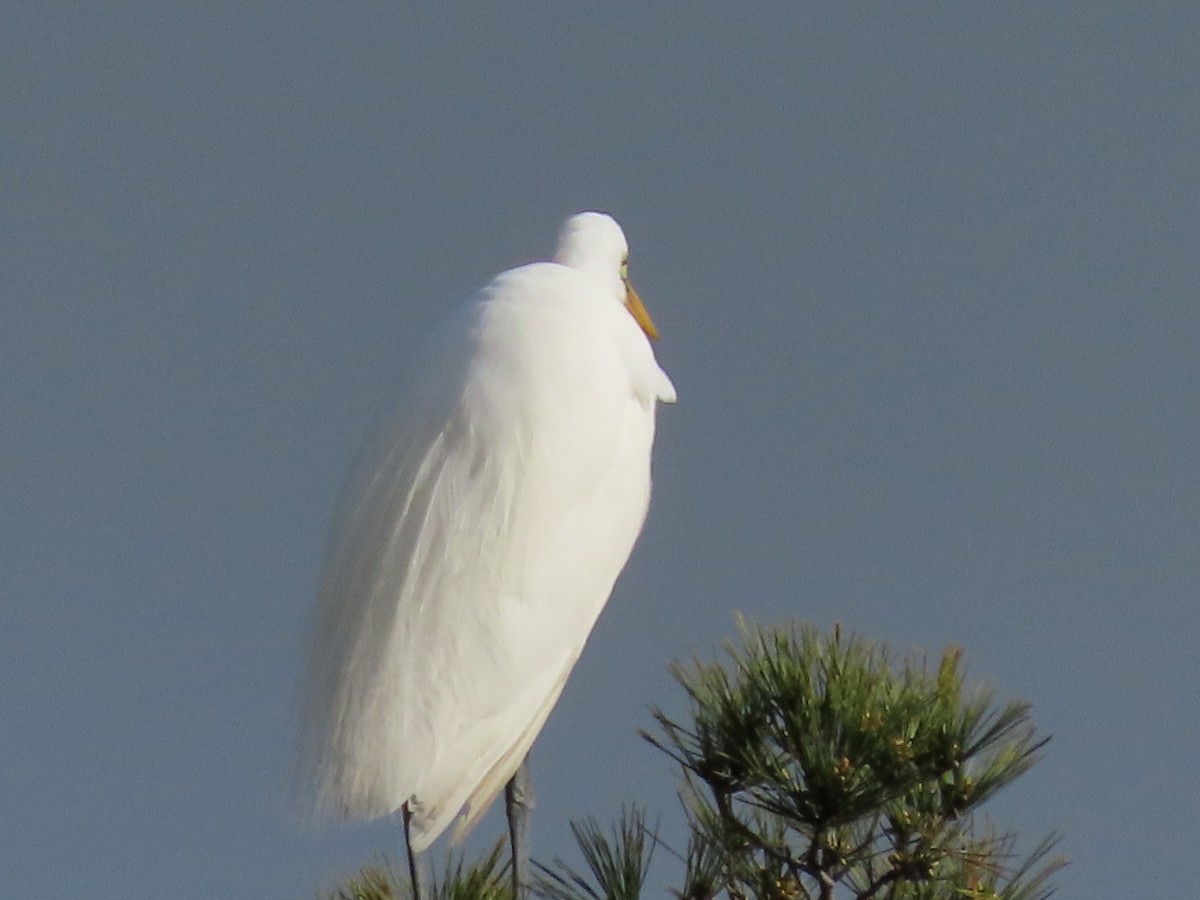 Great Egret - ML614580763