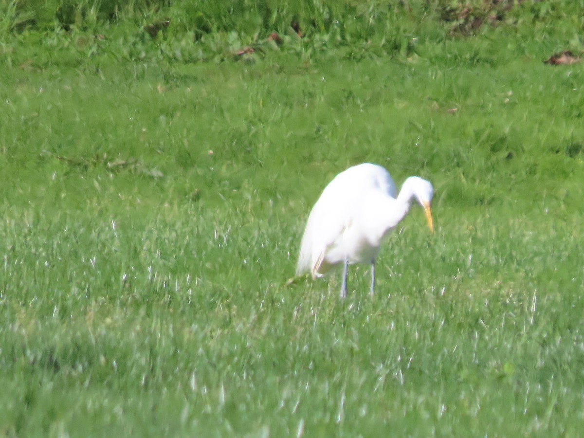 Great Egret - ML614580764