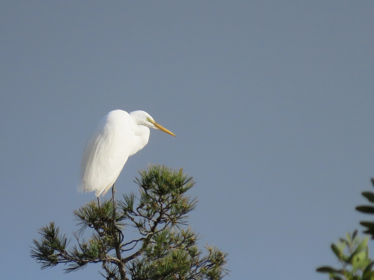 Great Egret - ML614580765