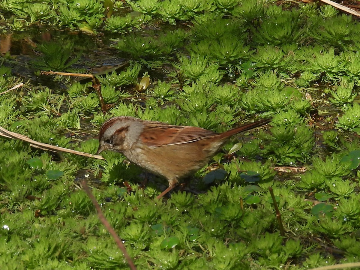 Swamp Sparrow - ML614580787