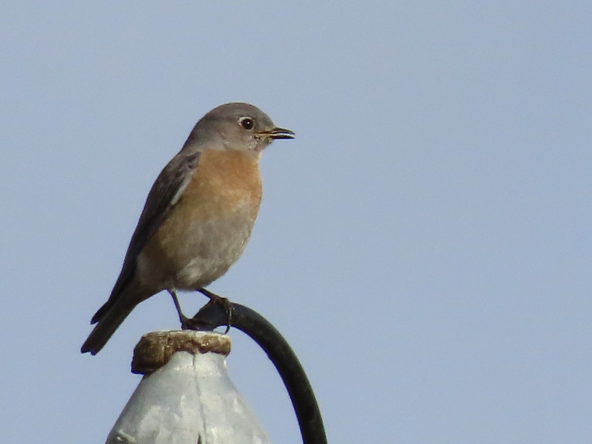 Western Bluebird - ML614580806