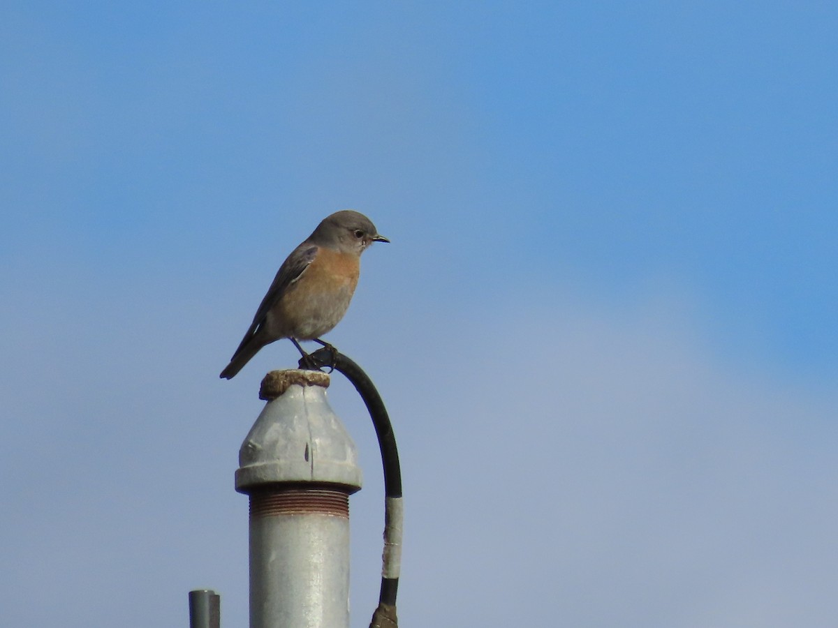 Western Bluebird - ML614580807