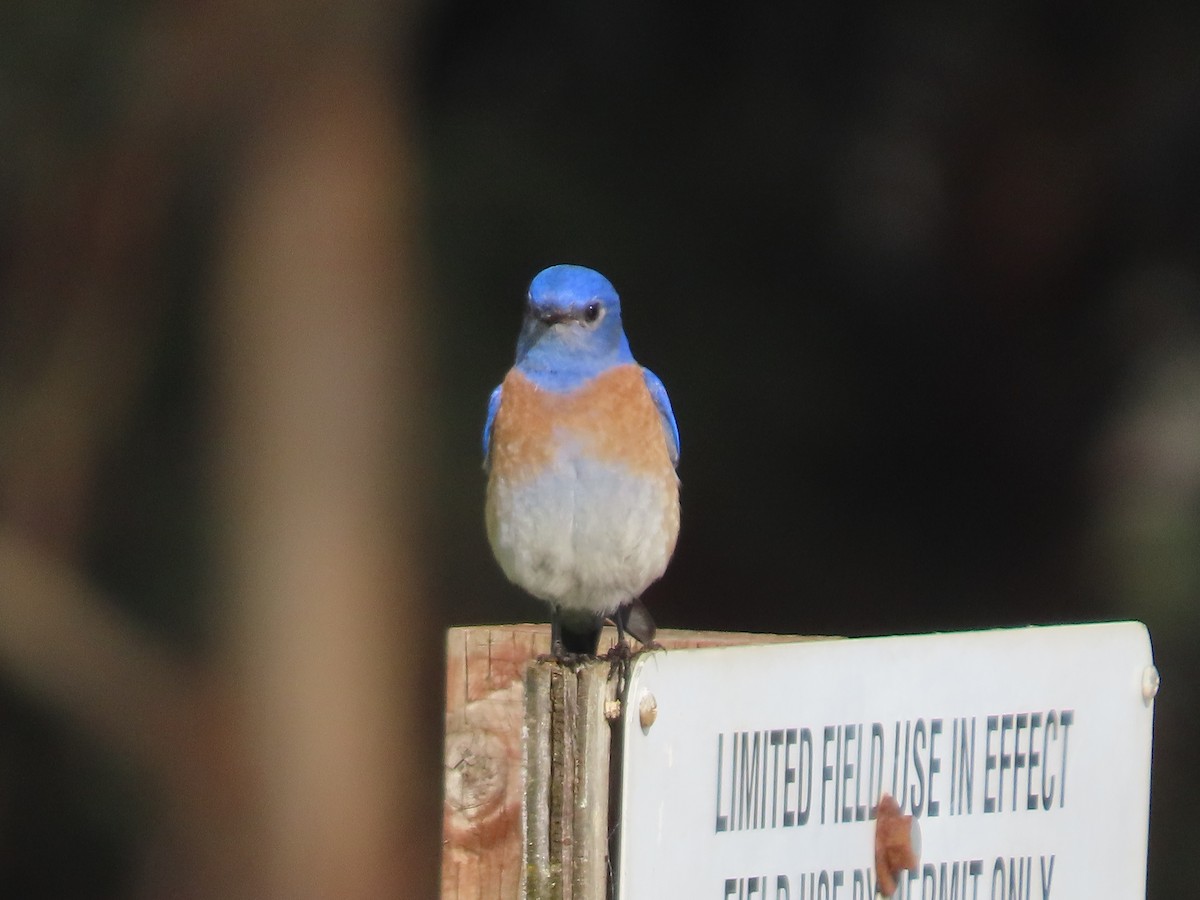 Western Bluebird - ML614580808