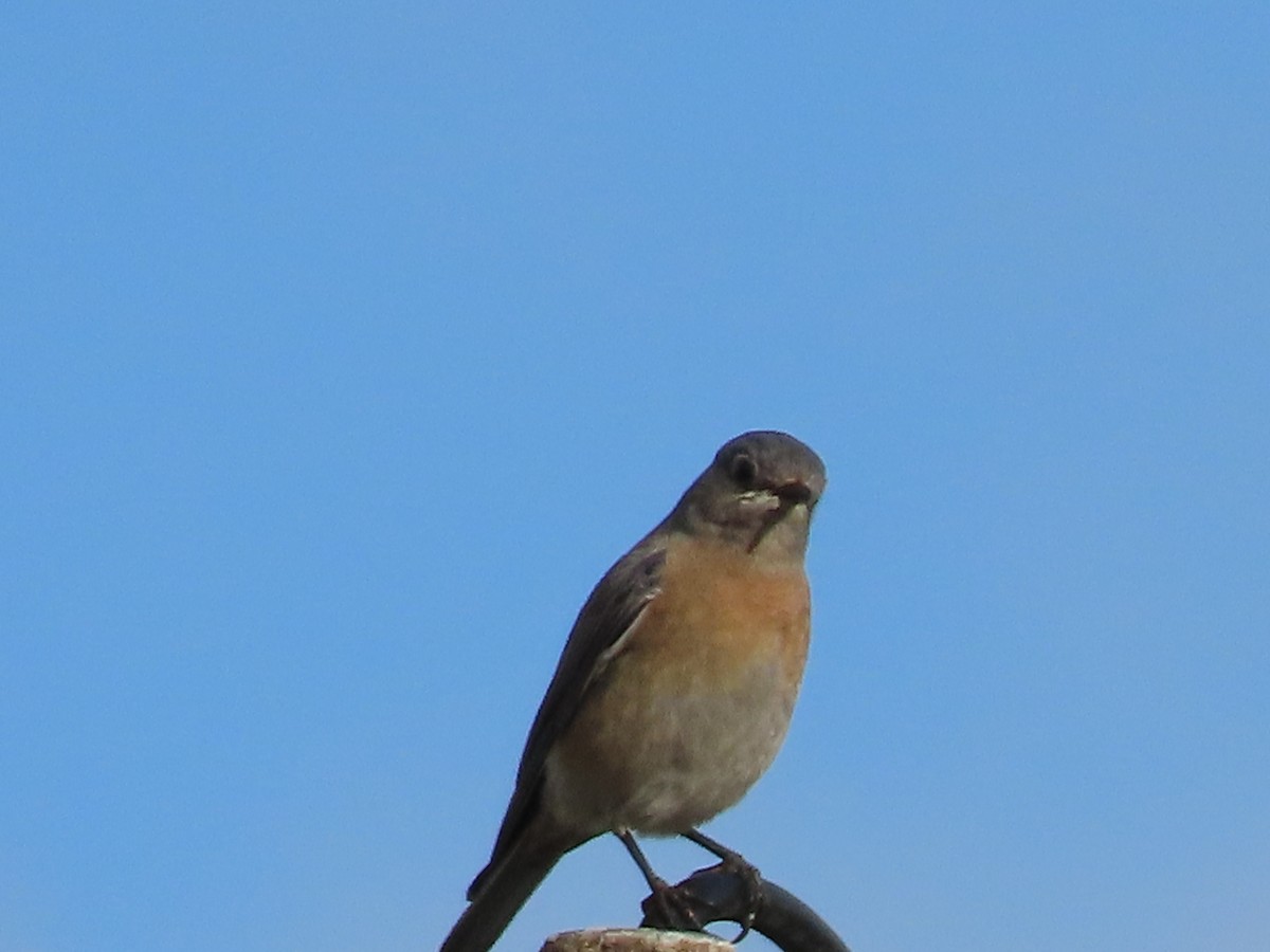 Western Bluebird - ML614580809