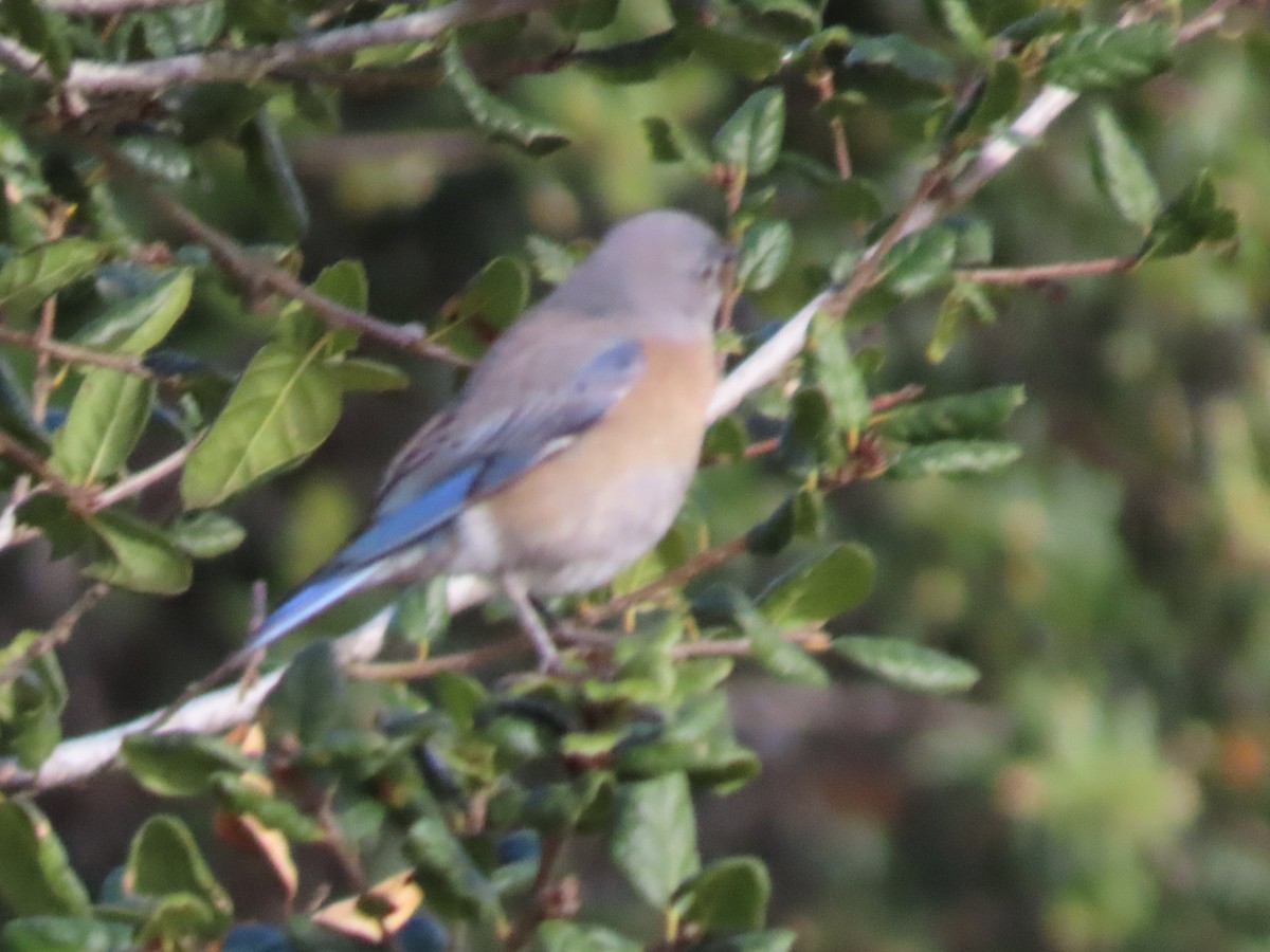 Western Bluebird - ML614580811