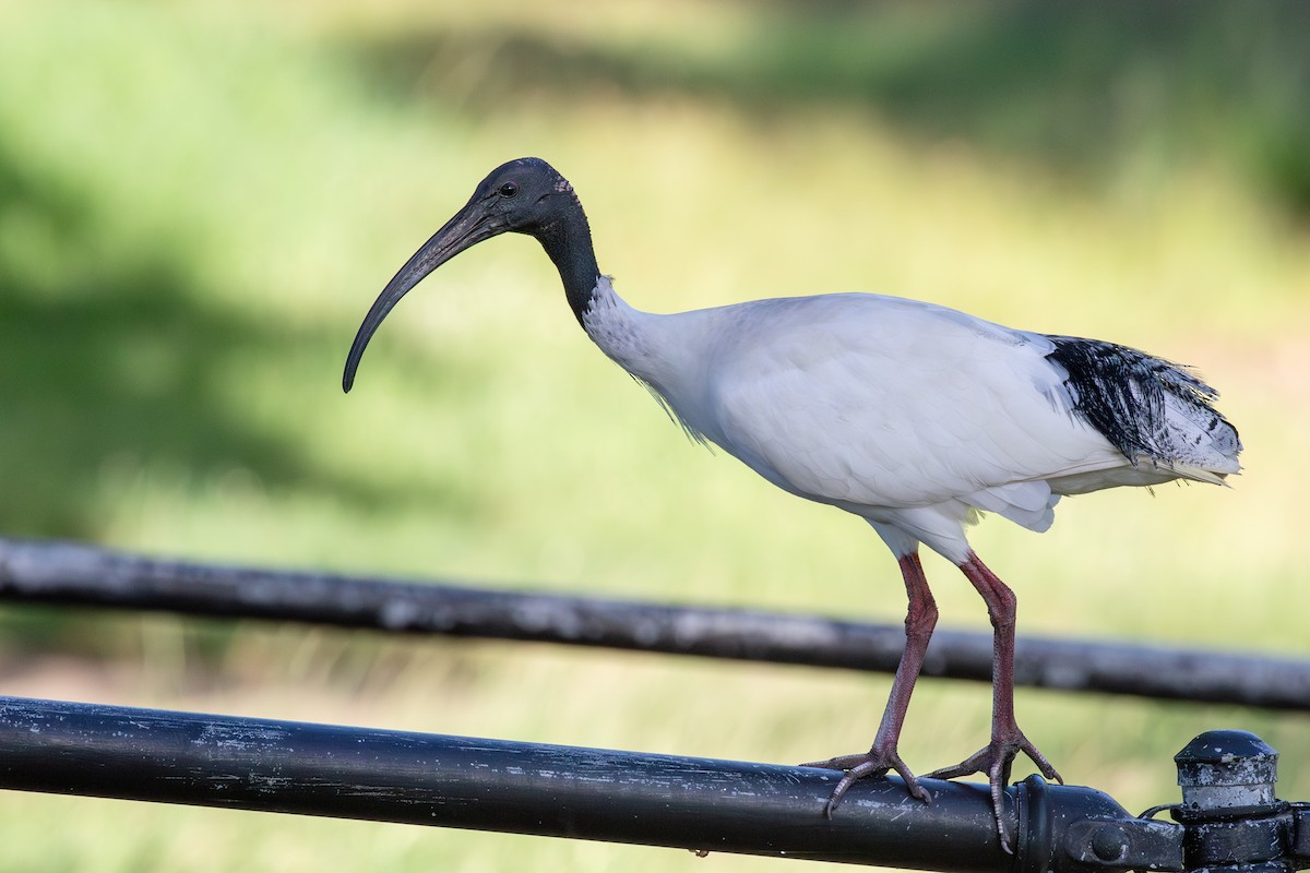 ibis australský - ML614580813