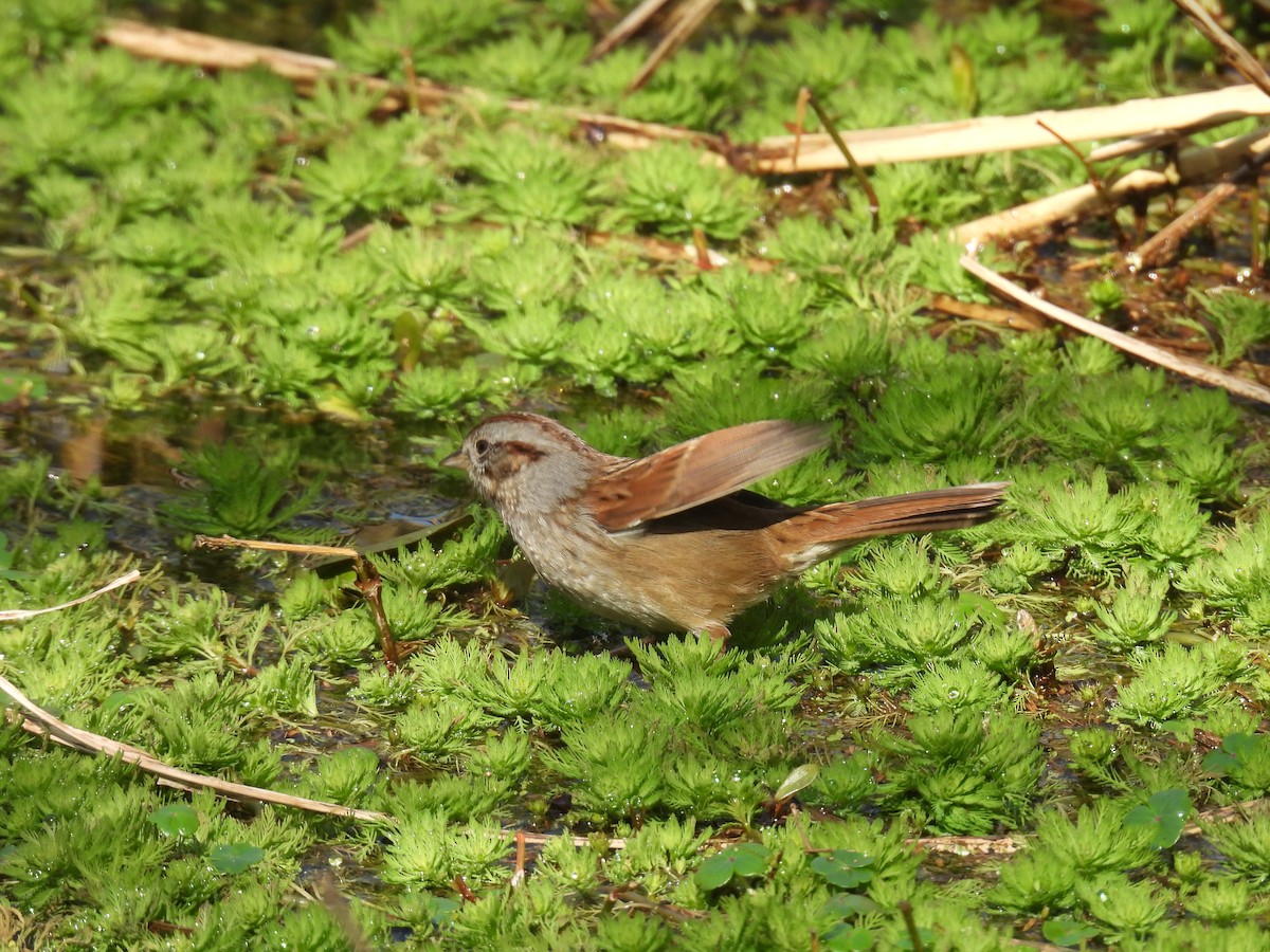 Swamp Sparrow - ML614580818