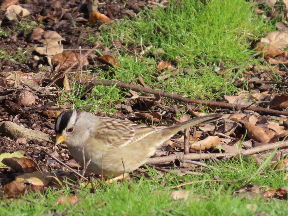 White-crowned Sparrow - ML614580828