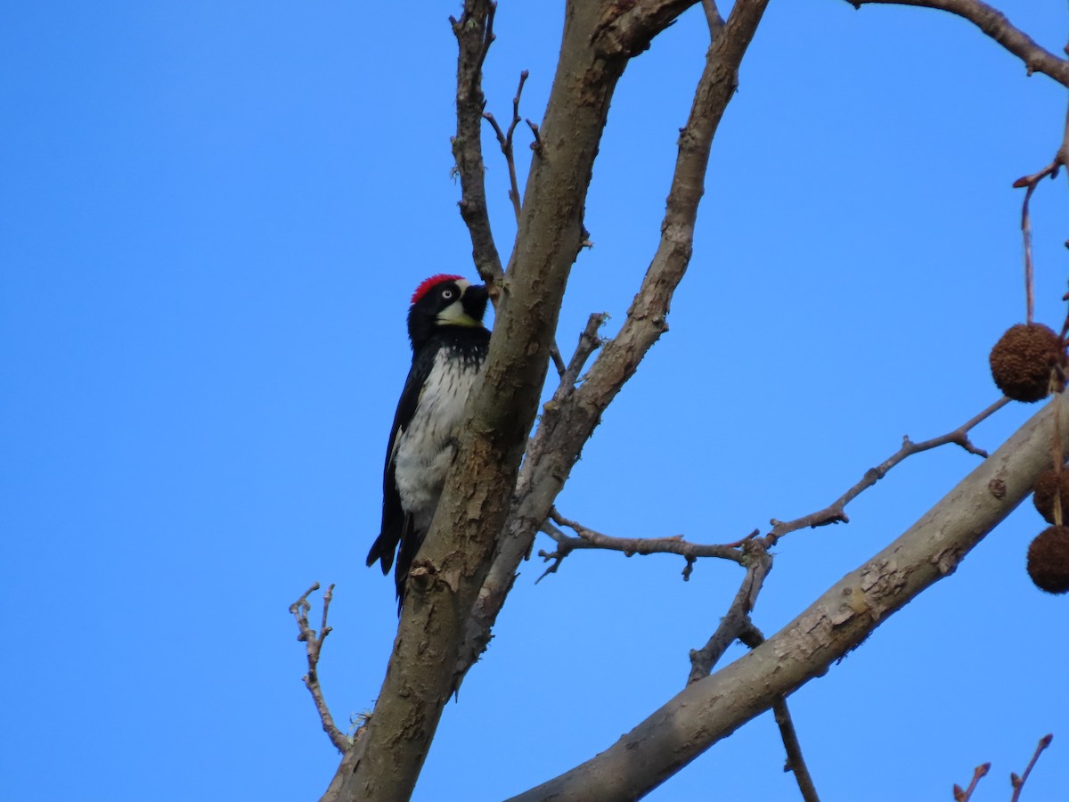 Acorn Woodpecker - ML614580841