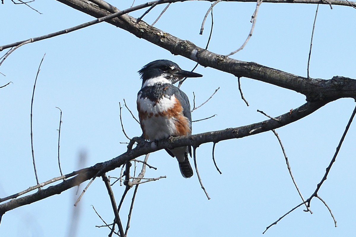 Martin-pêcheur d'Amérique - ML614580856