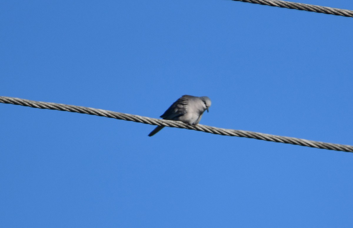 Picui Ground Dove - ML614580859