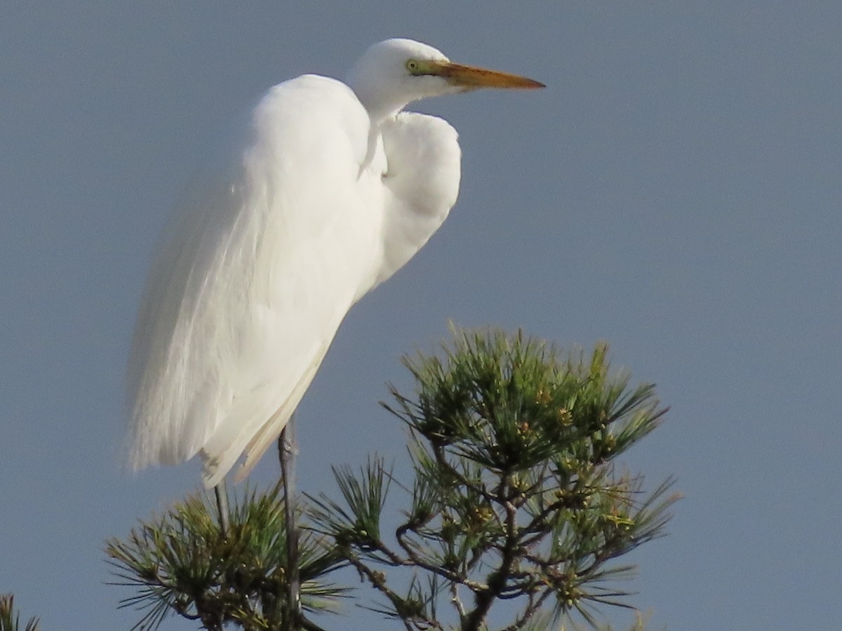 Great Egret - ML614580871