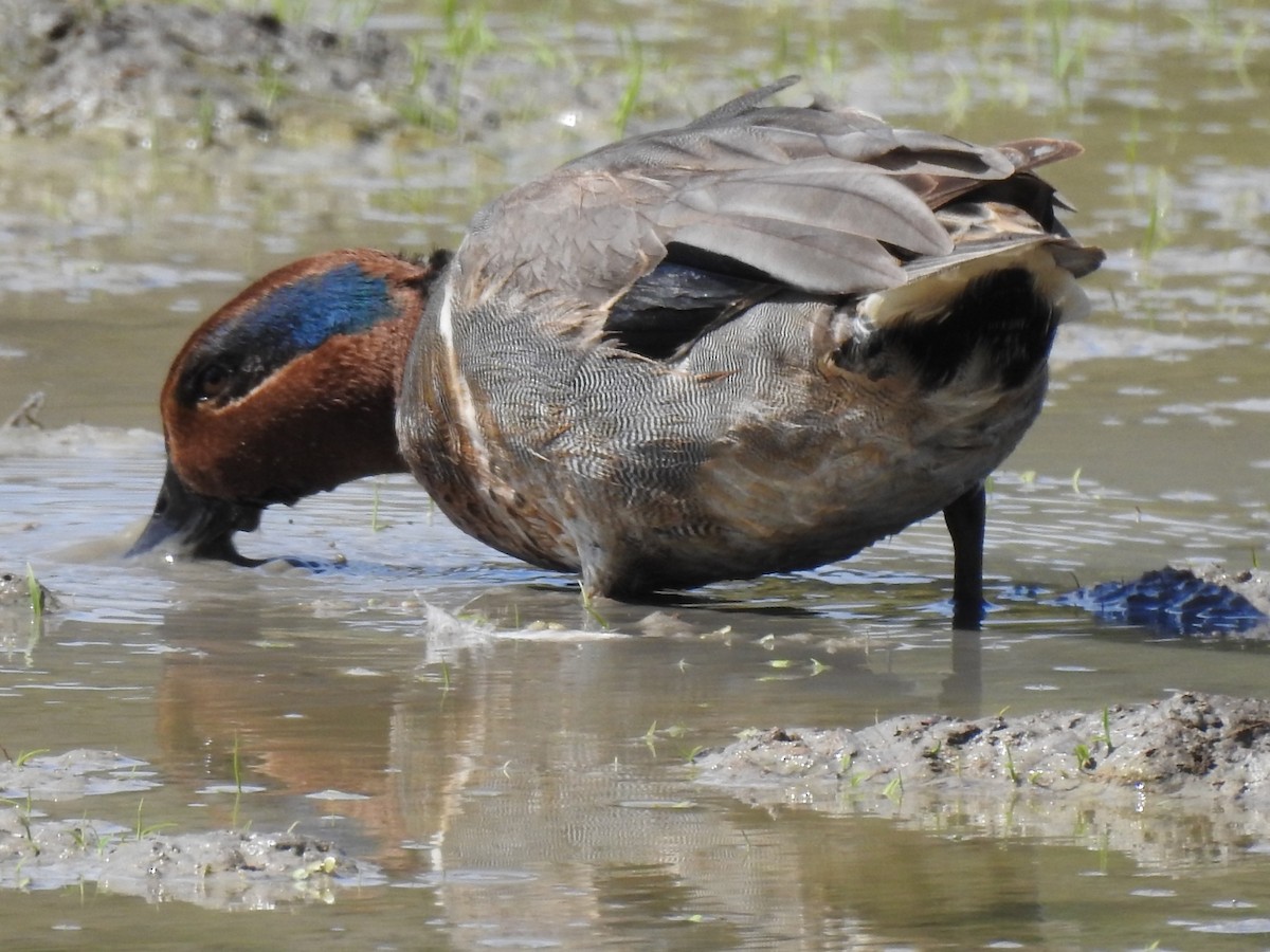 Green-winged Teal - ML614580895