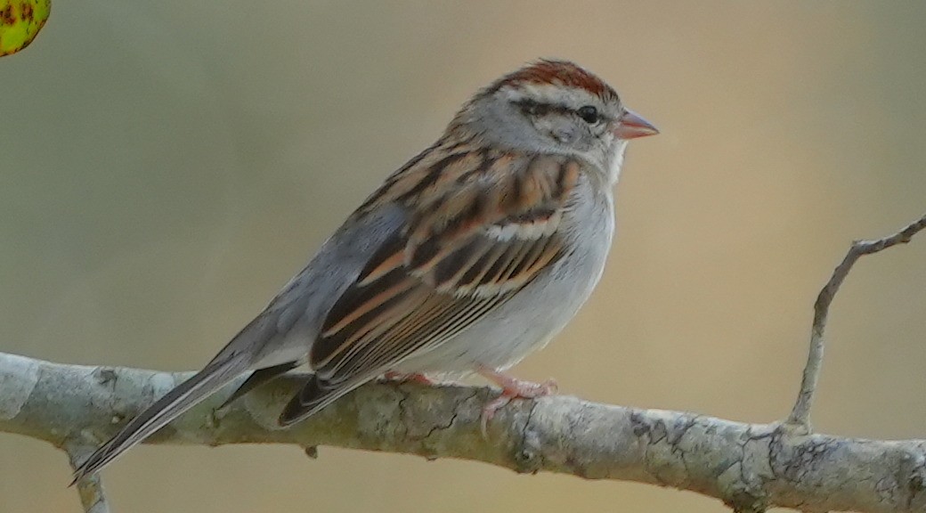 Chipping Sparrow - ML614580912