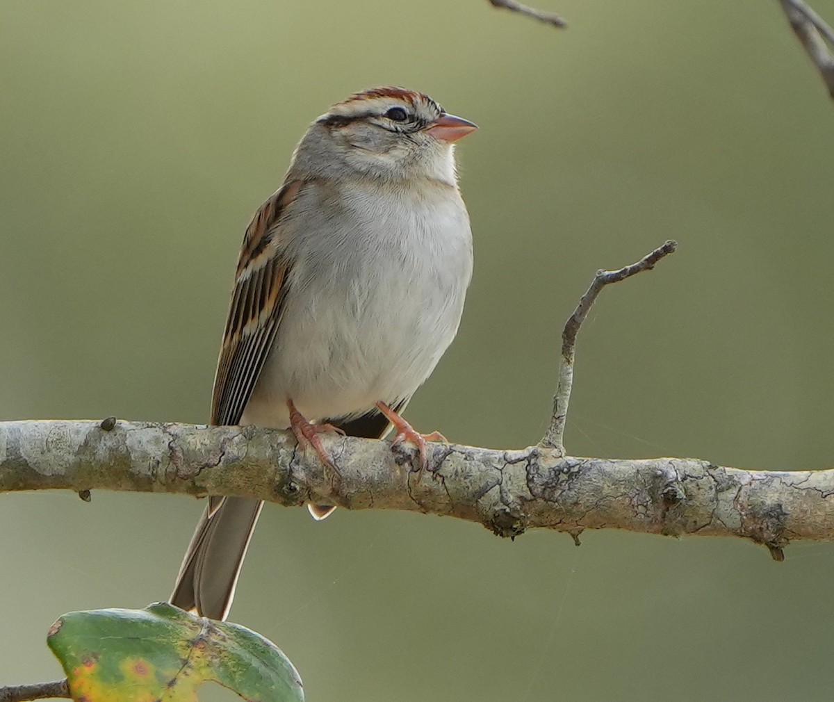 Chipping Sparrow - ML614580922
