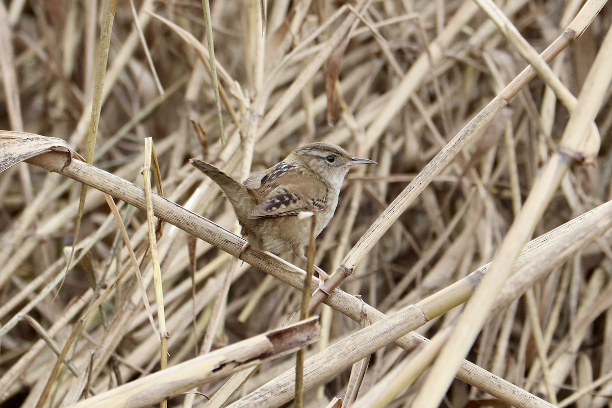 Marsh Wren - ML614580936