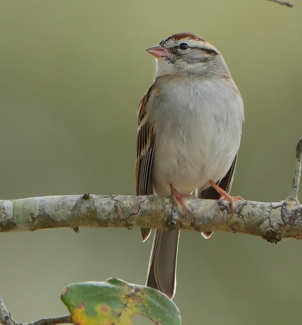 Chipping Sparrow - ML614580950