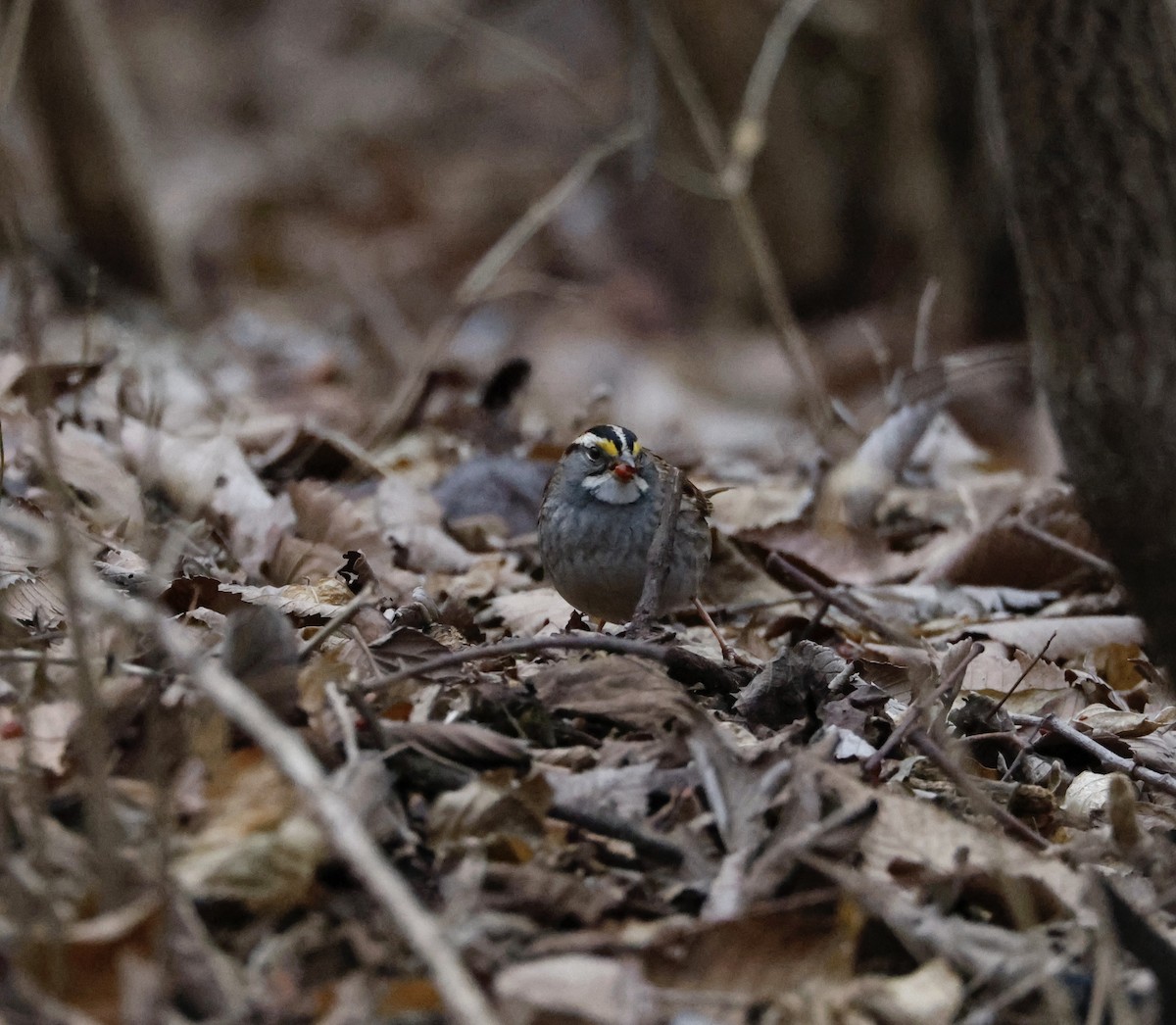 White-throated Sparrow - ML614581047