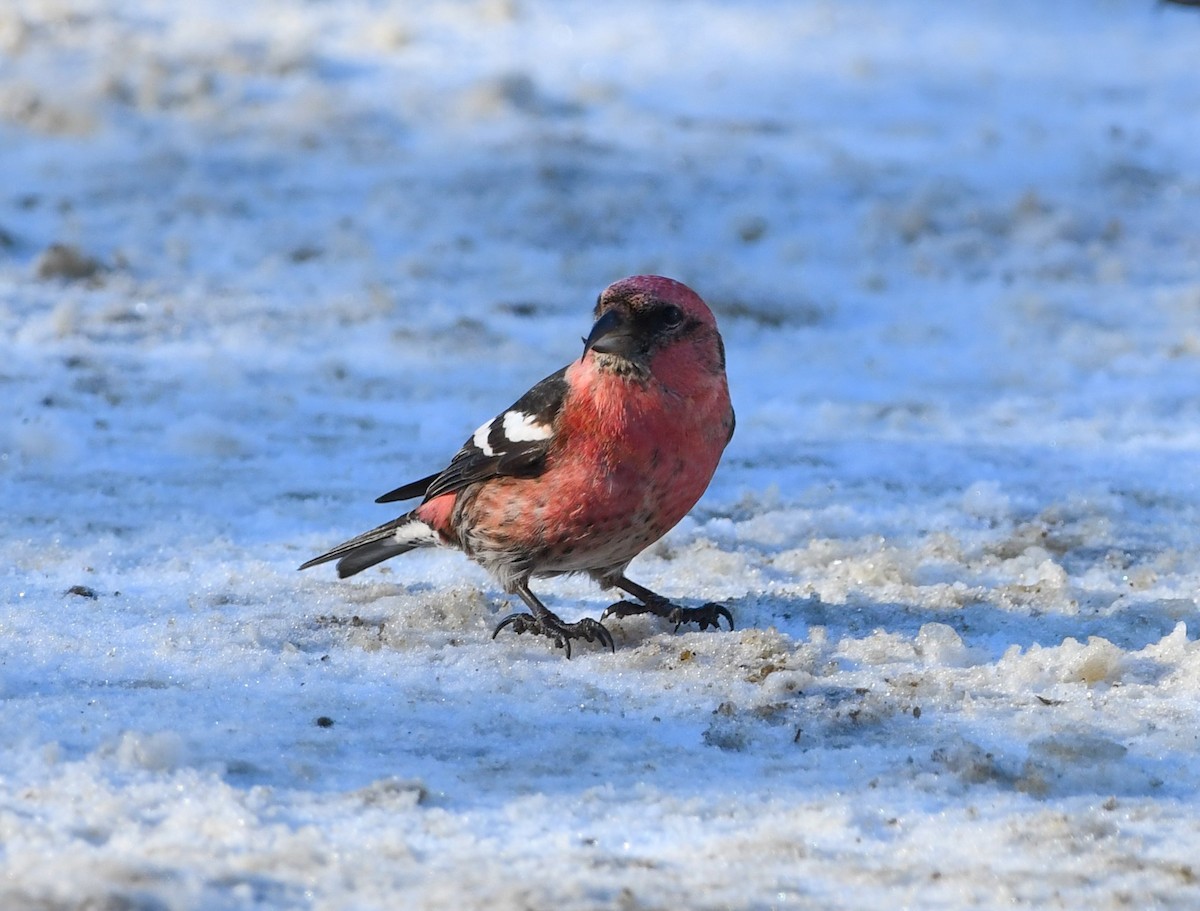 White-winged Crossbill - ML614581099