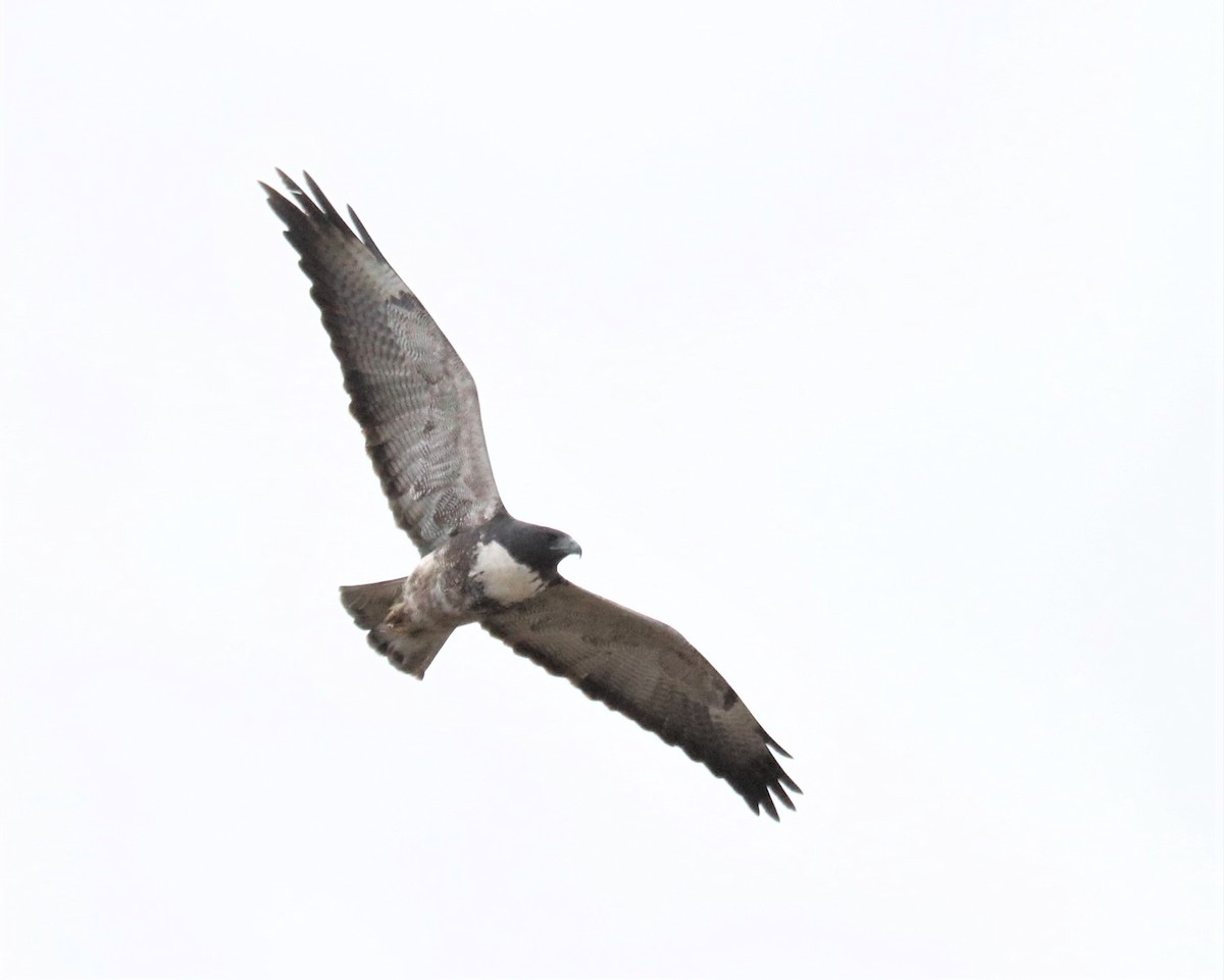 White-tailed Hawk - ML614581105
