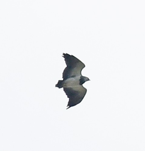Black-chested Buzzard-Eagle - ML614581116