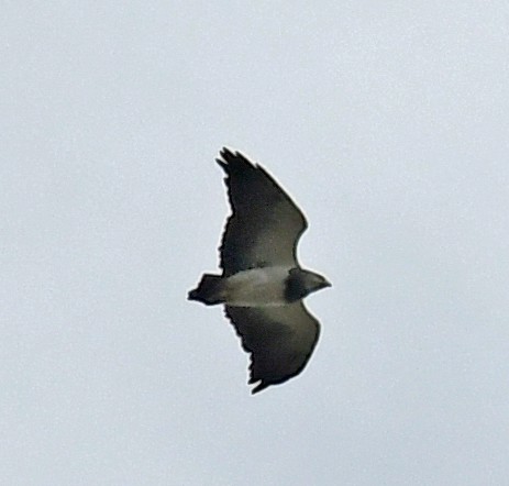 Black-chested Buzzard-Eagle - ML614581118