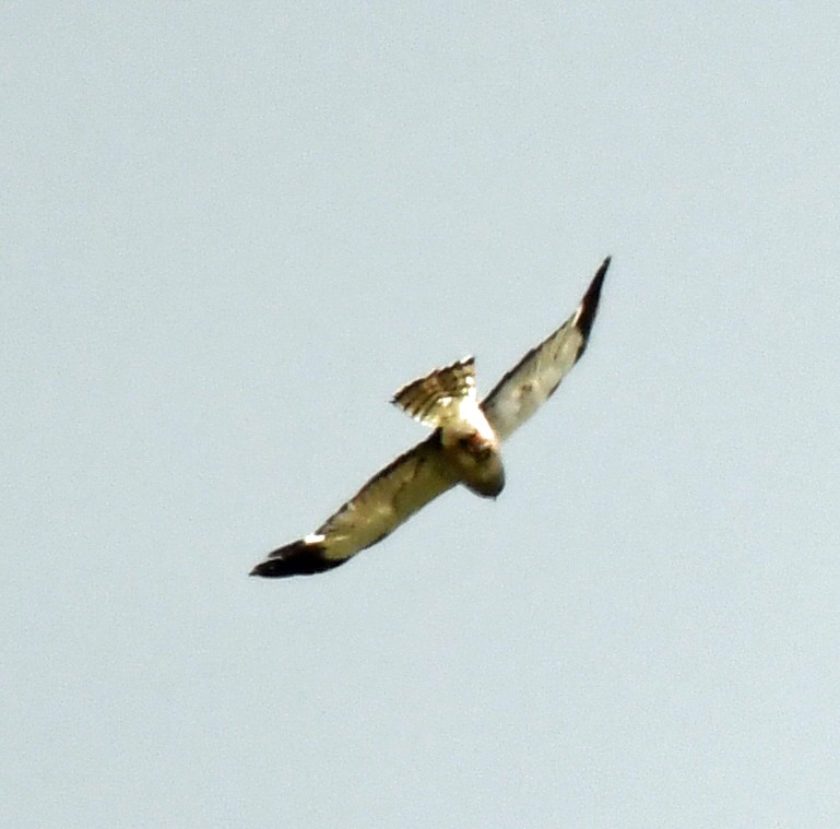 Cinereous Harrier - ML614581128