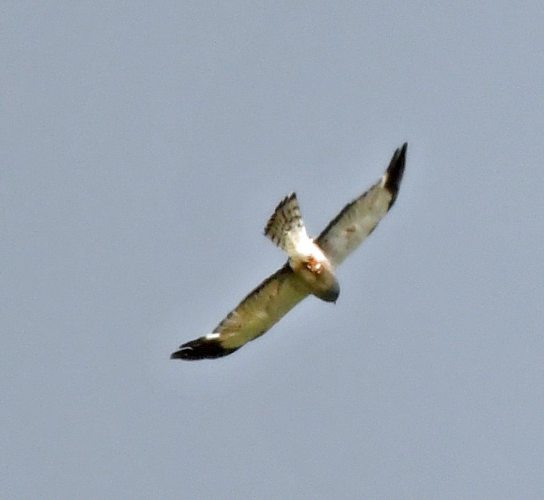 Cinereous Harrier - ML614581129